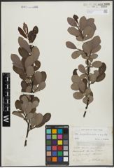 Foto von Salix appendiculata Vill. x Salix aurita L.